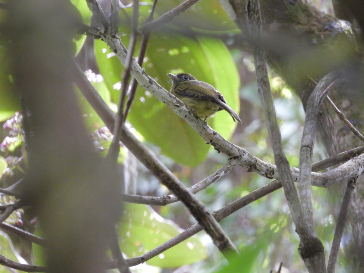 Eye-ringed Flatbill - ML646421354