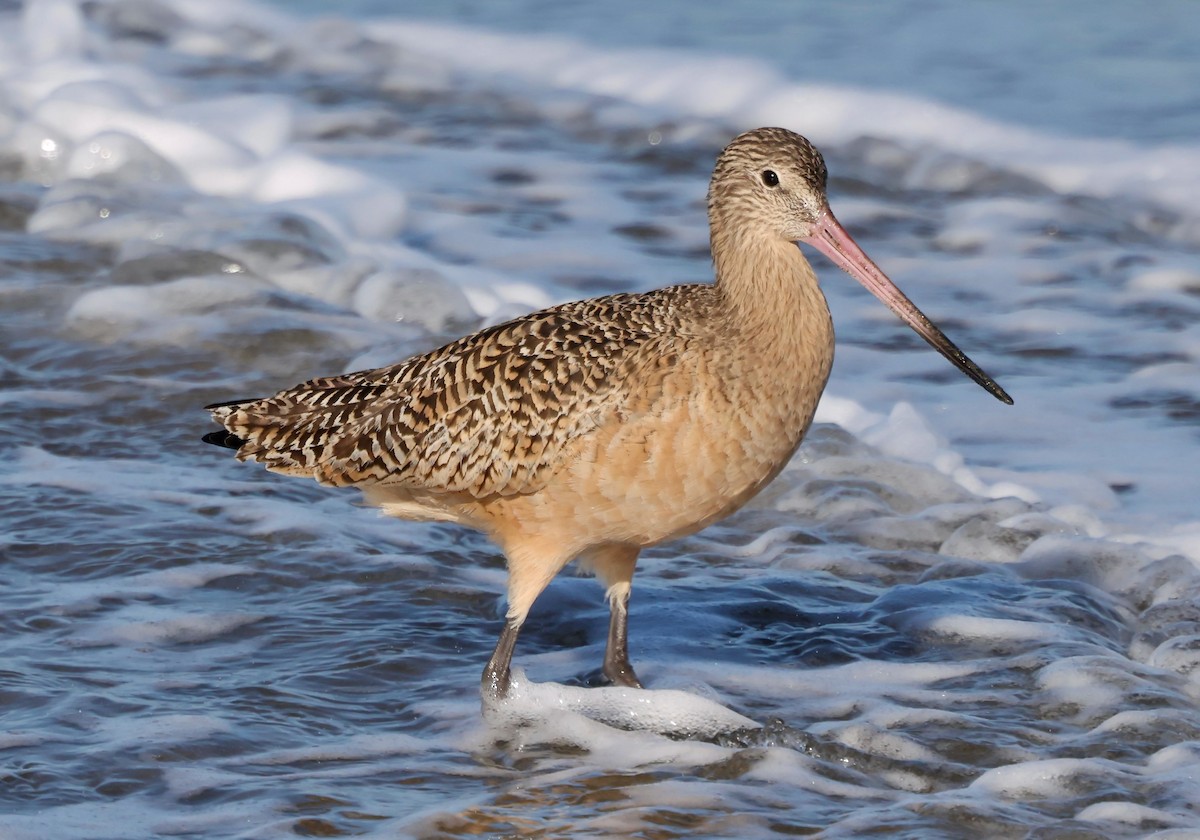 Marbled Godwit - ML646421355