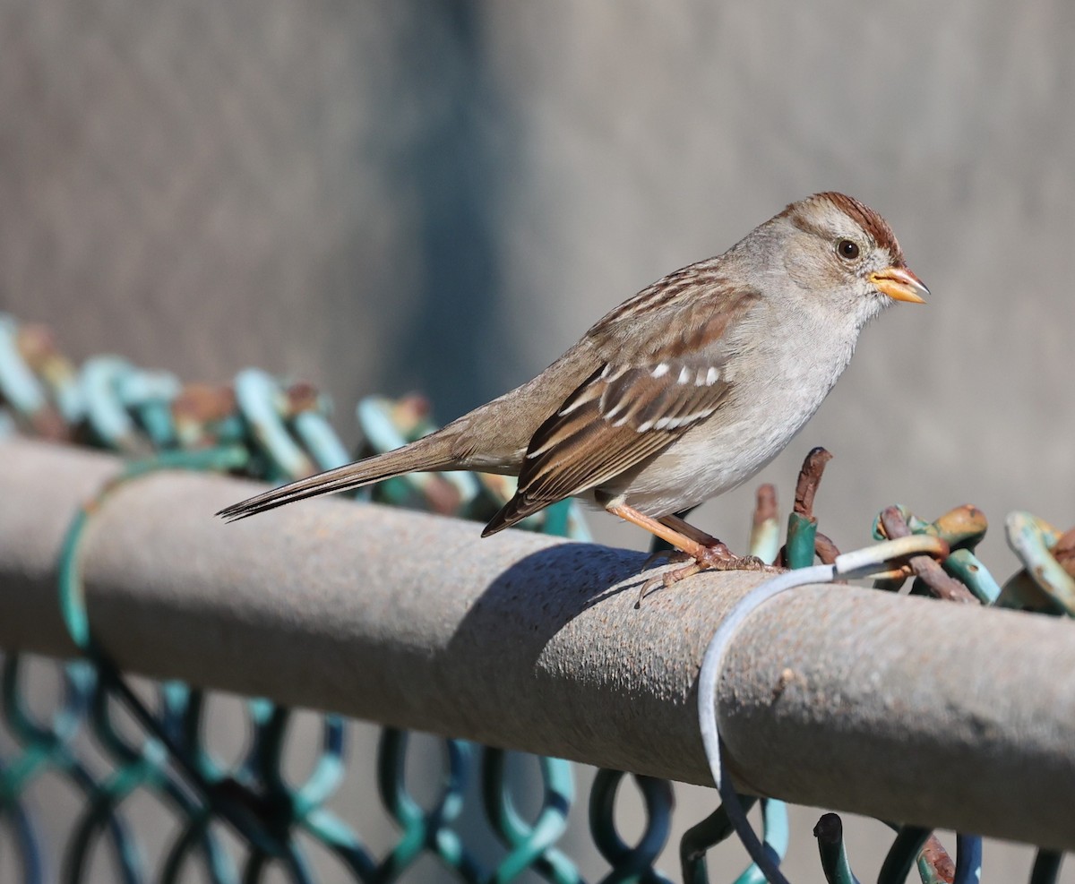 White-crowned Sparrow - ML646421359
