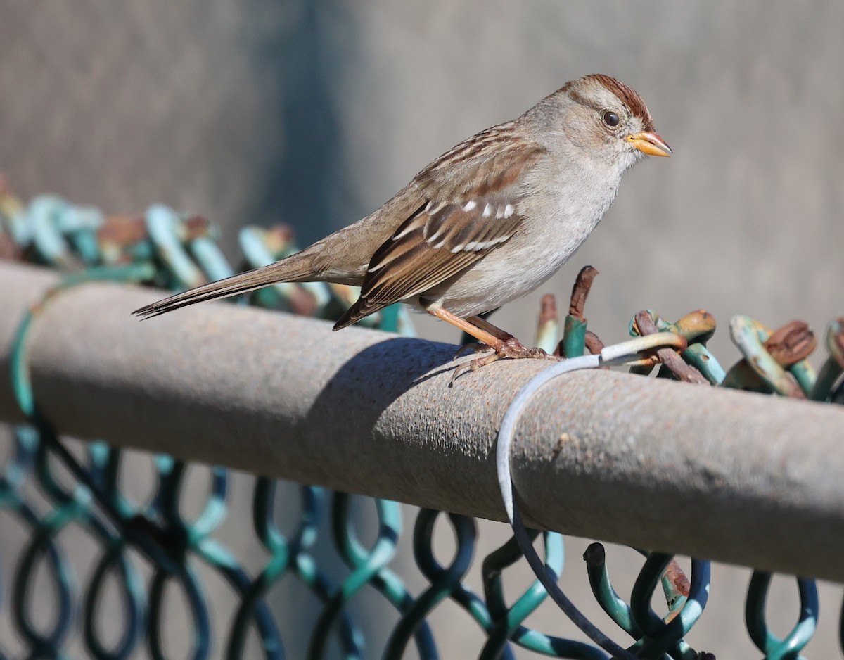 White-crowned Sparrow - ML646421360