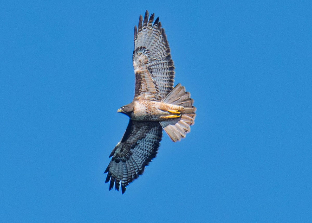 Red-tailed Hawk - ML646421361
