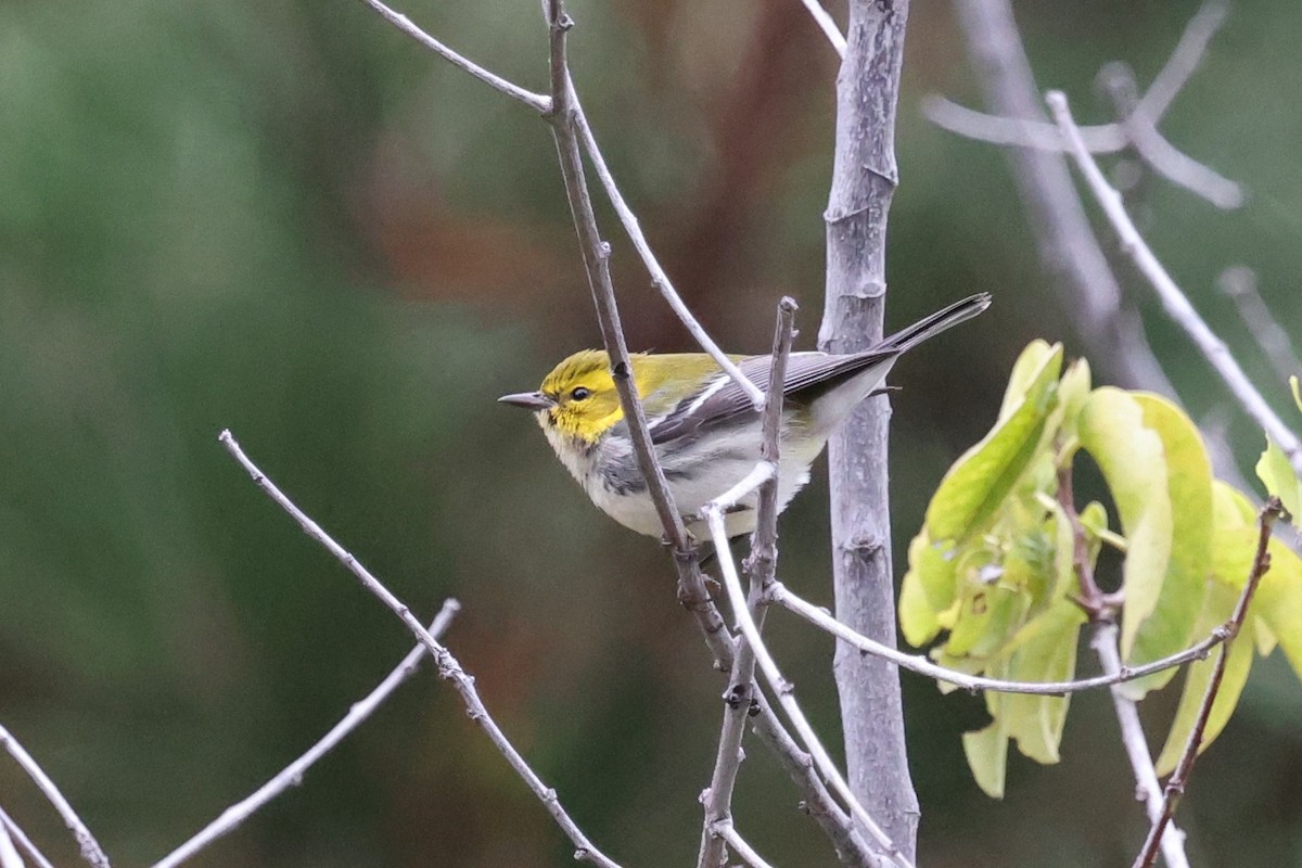 סבכון צהוב-ראש - ML646421362