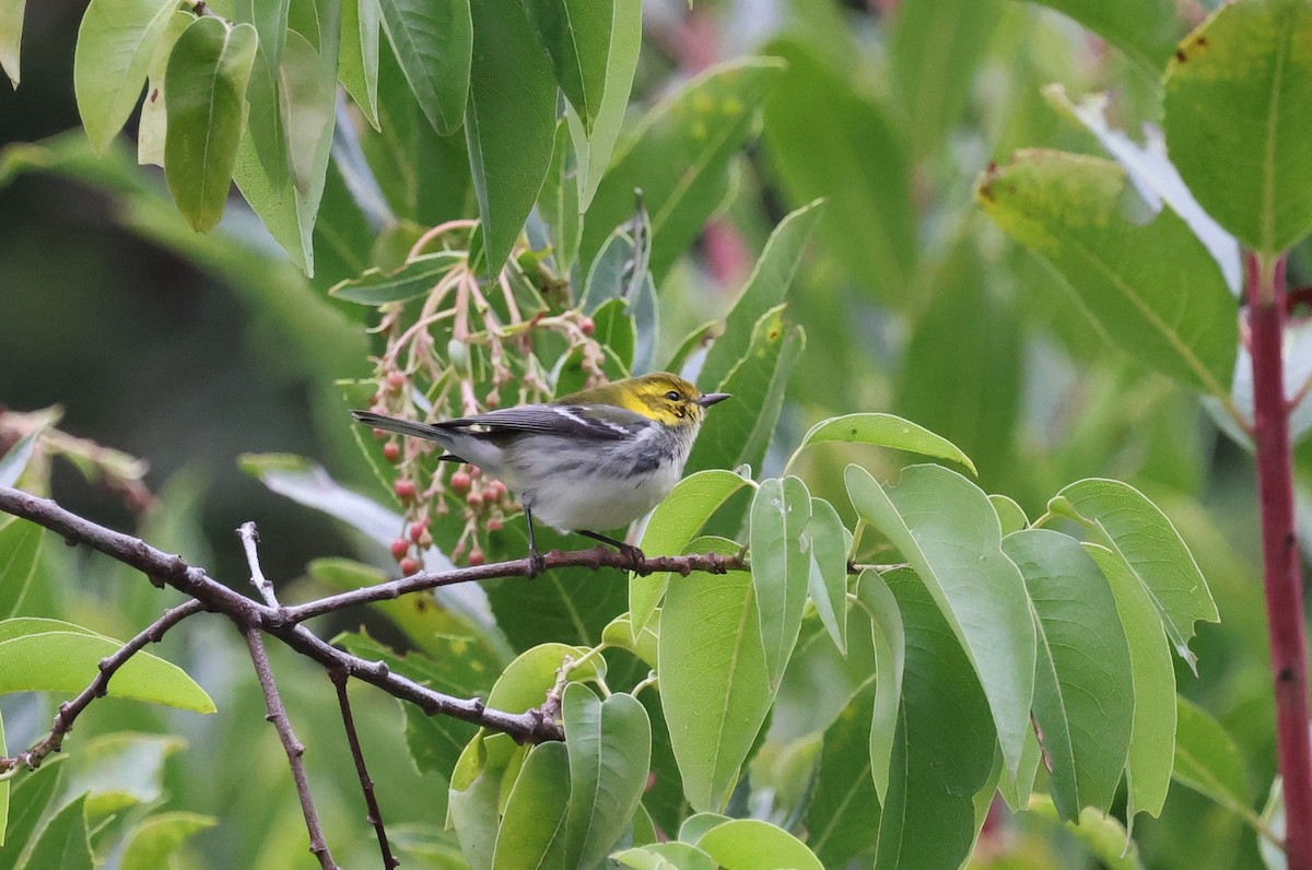סבכון צהוב-ראש - ML646421363