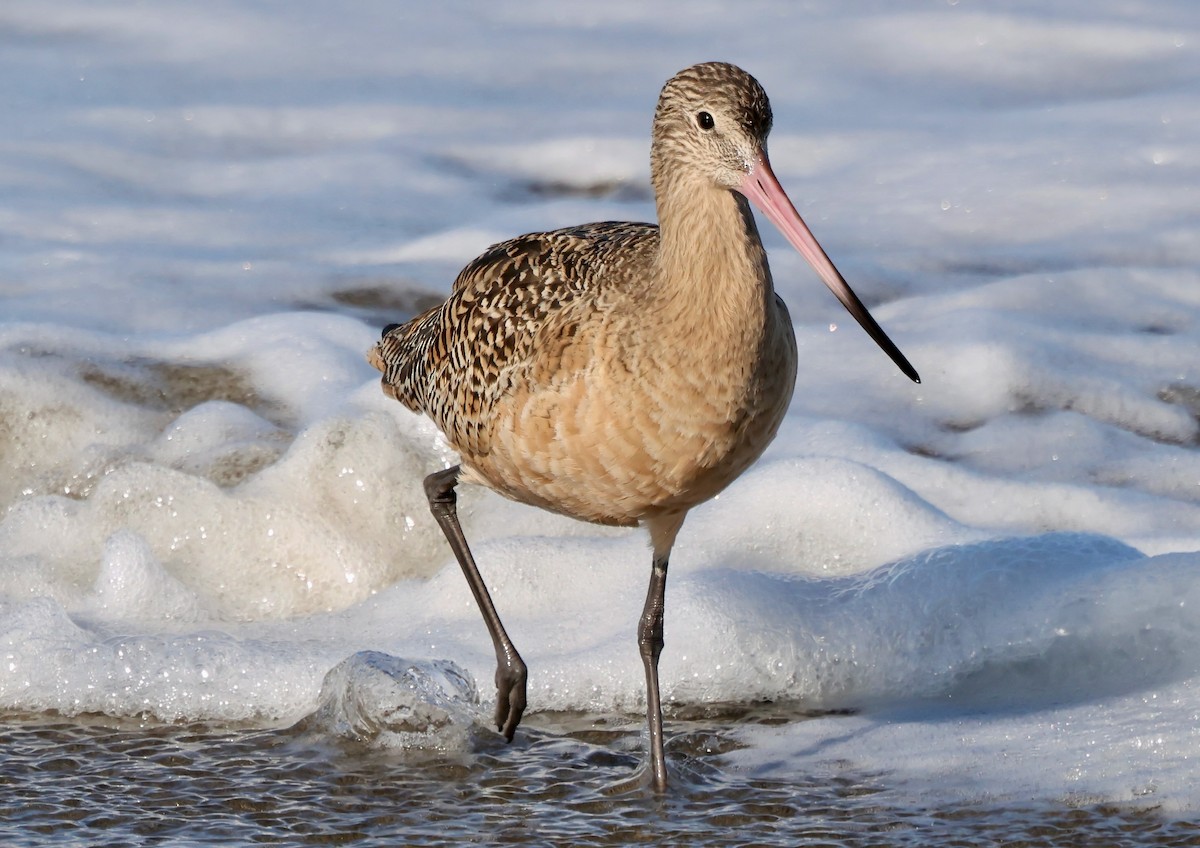 Marbled Godwit - ML646421364