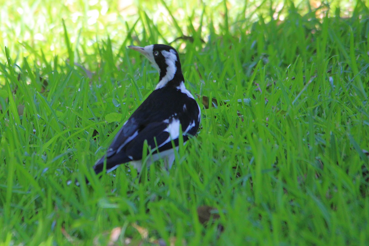 Magpie-lark - ML646421365