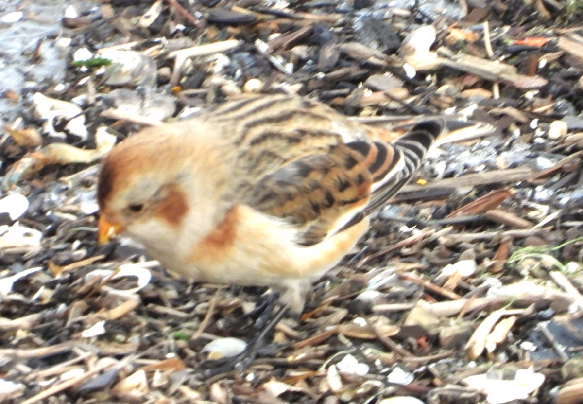 גיבתון שלג - ML646421366