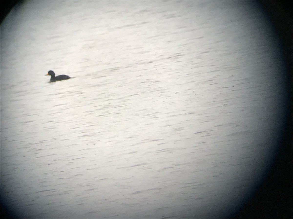 Black Scoter - ML646421367