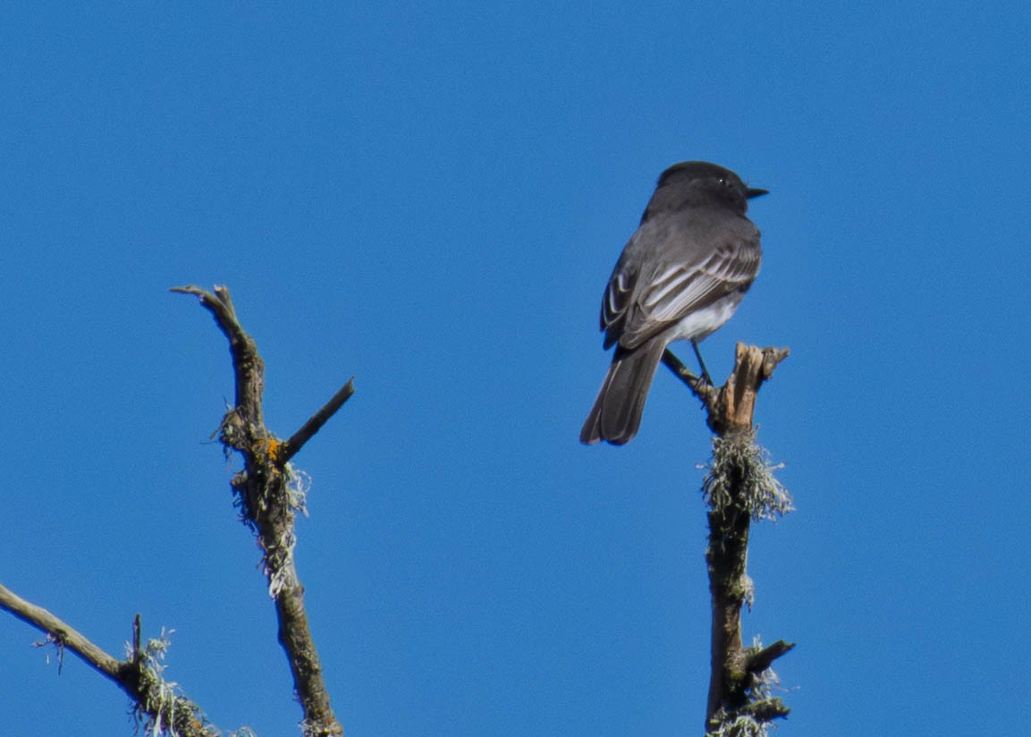 Black Phoebe - ML646421368
