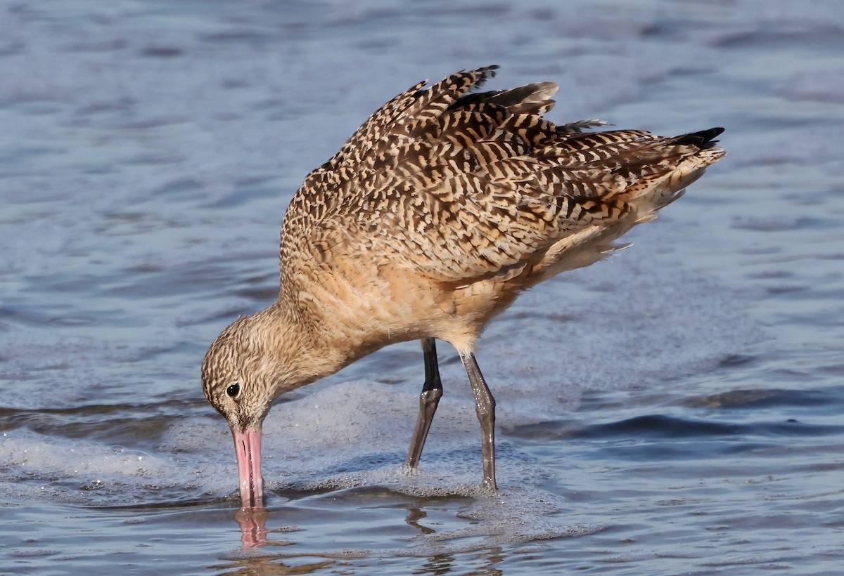 Marbled Godwit - ML646421370