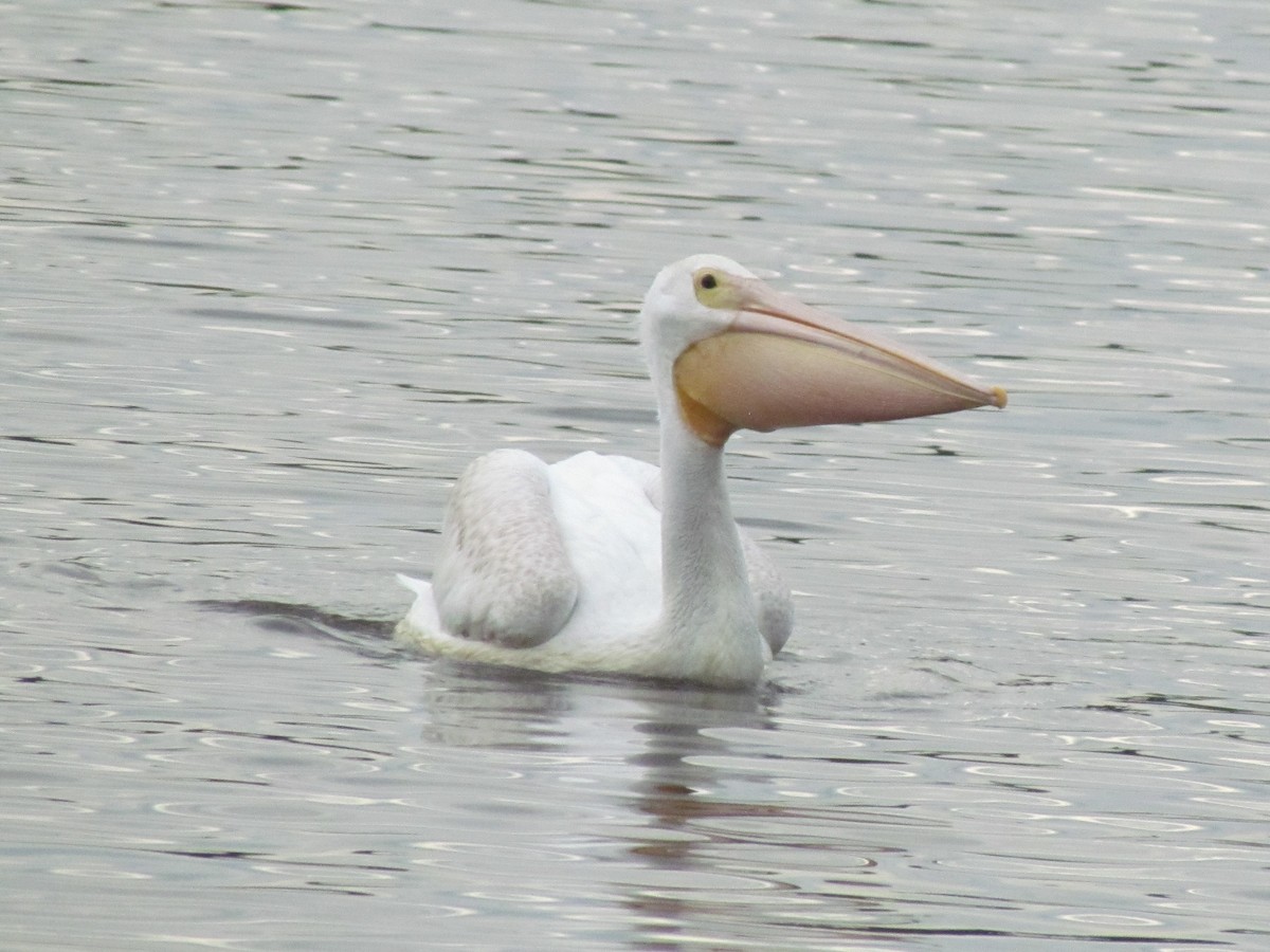 שקנאי אמריקני - ML646421371