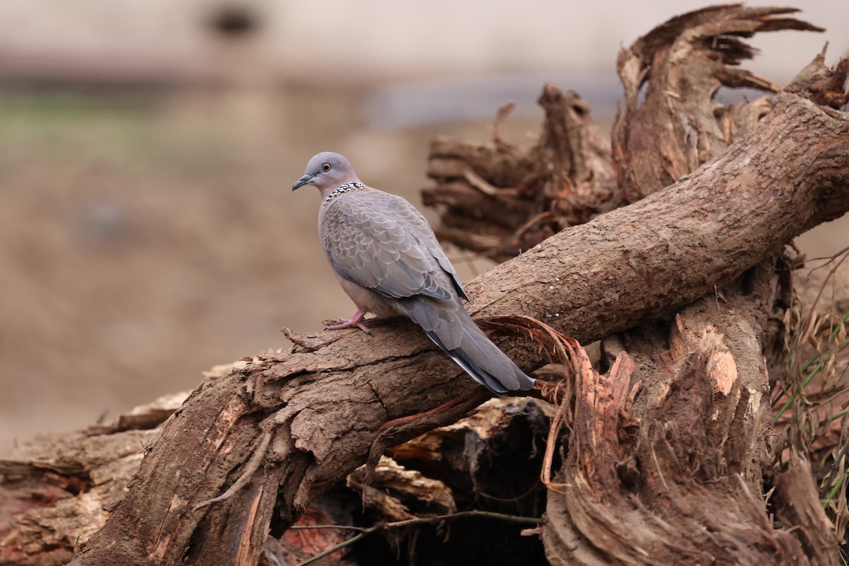 תור נקוד - ML646421373