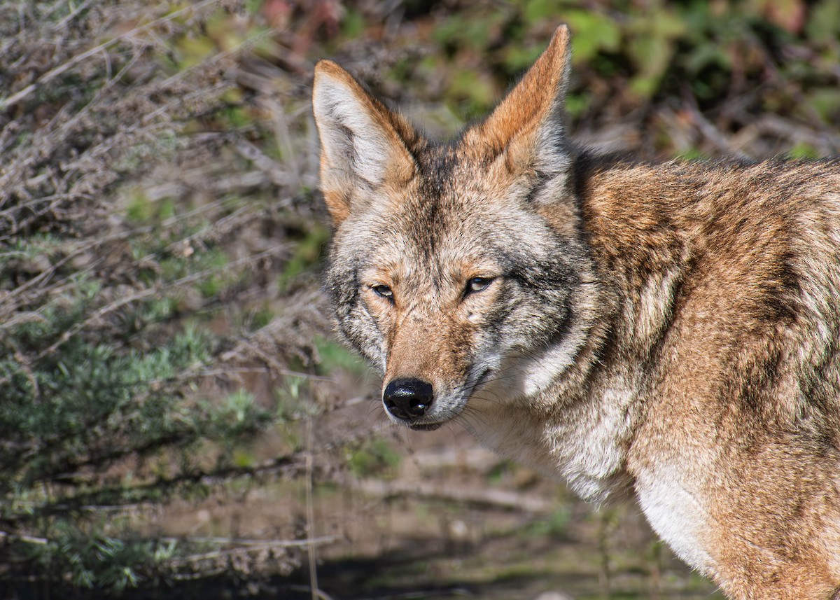 Coyote - ML646421378