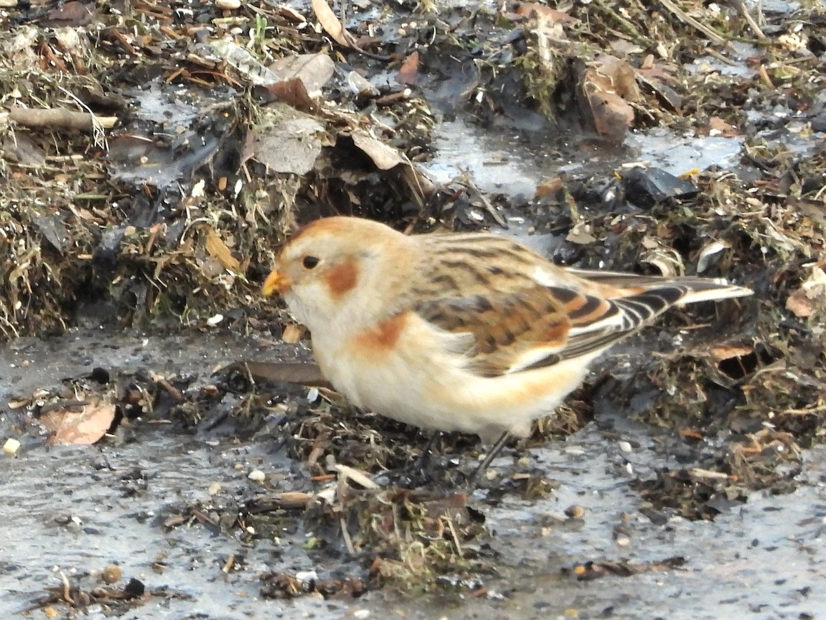 גיבתון שלג - ML646421379