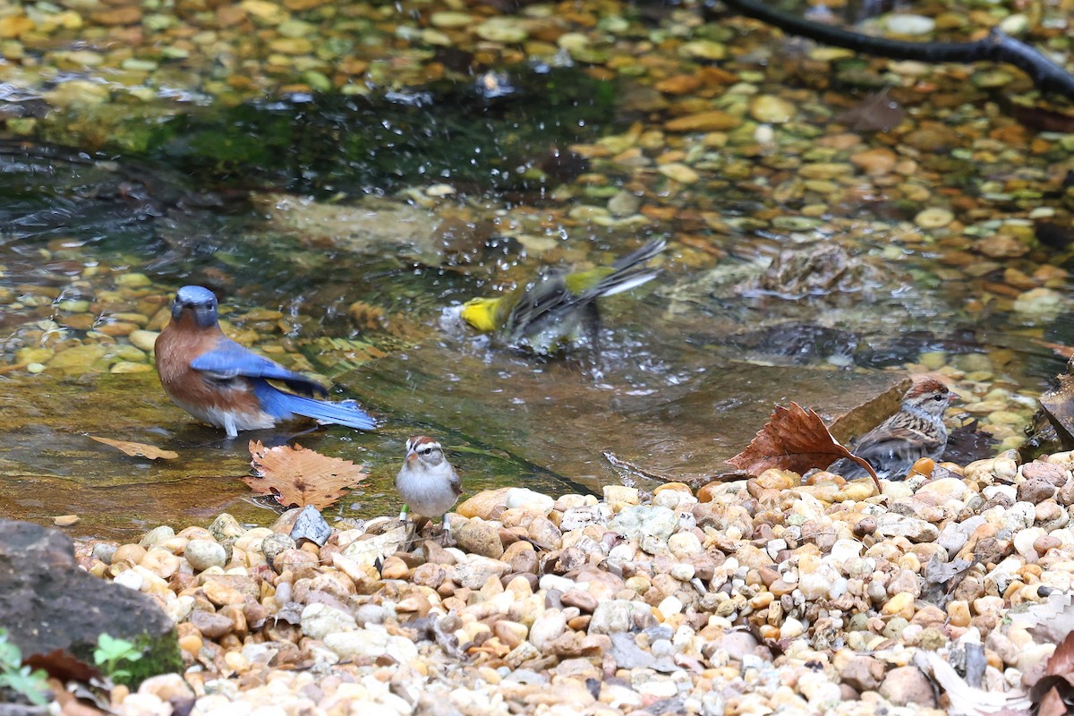 סבכון אורנים - ML646421380