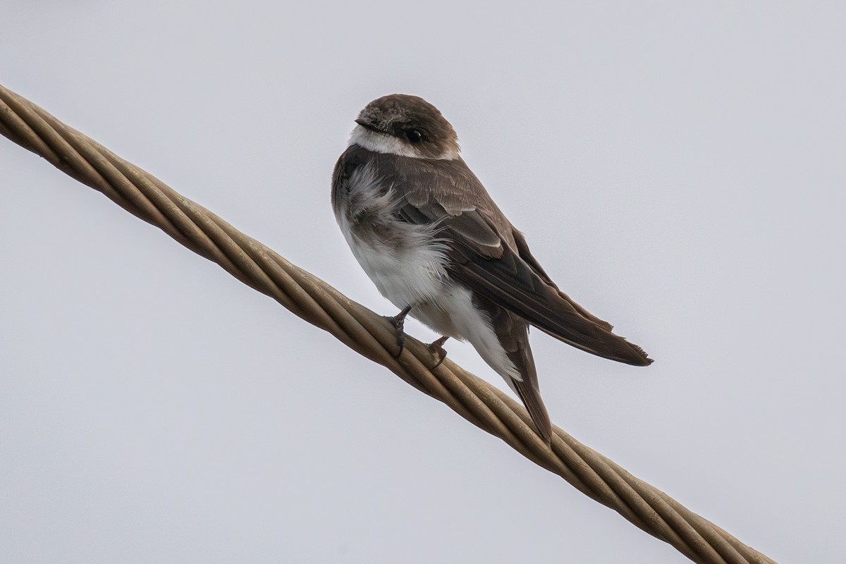 כוכית גדות - ML646421381