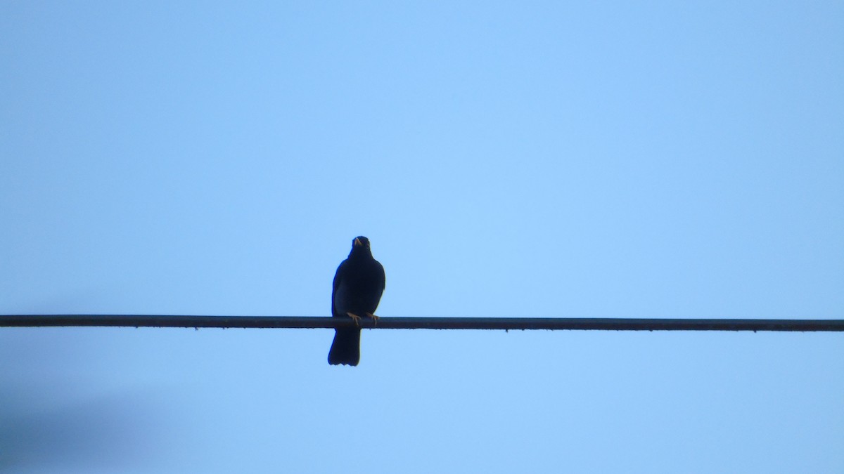 Yellow-legged Thrush - ML646421383