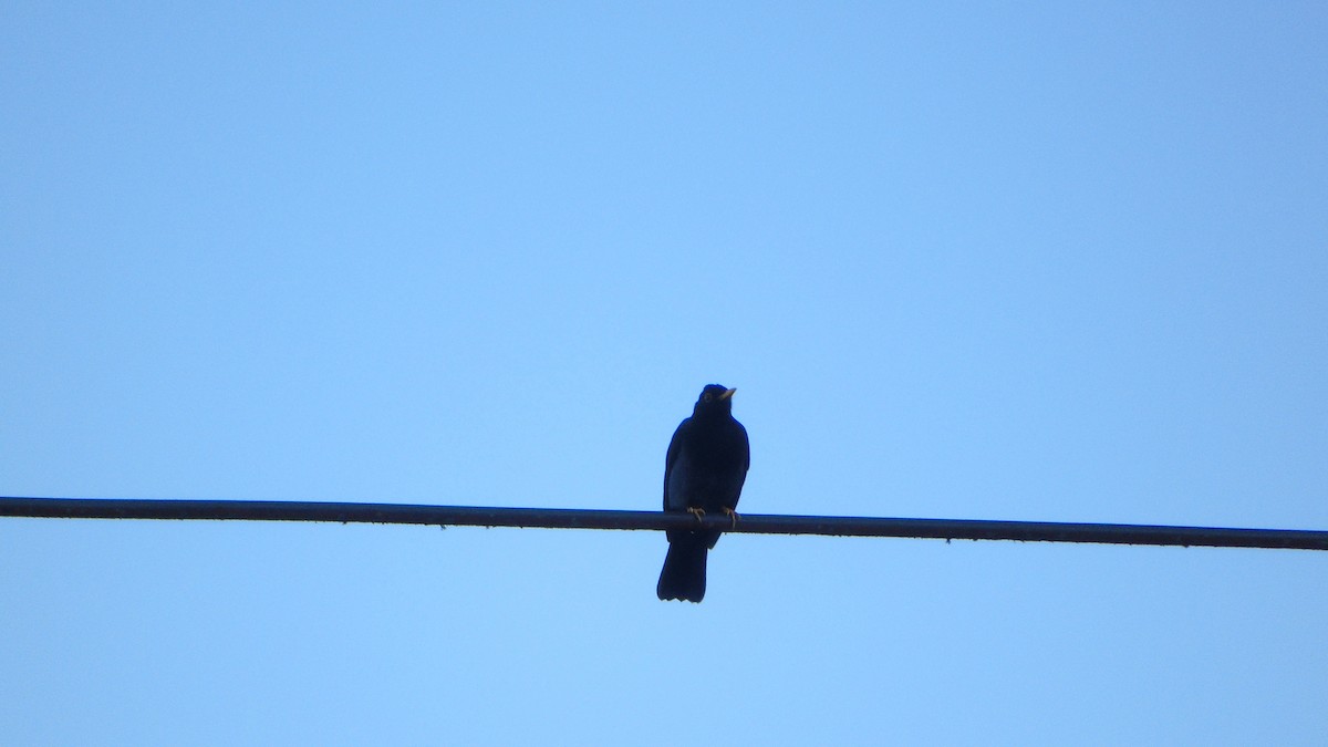 Yellow-legged Thrush - ML646421384