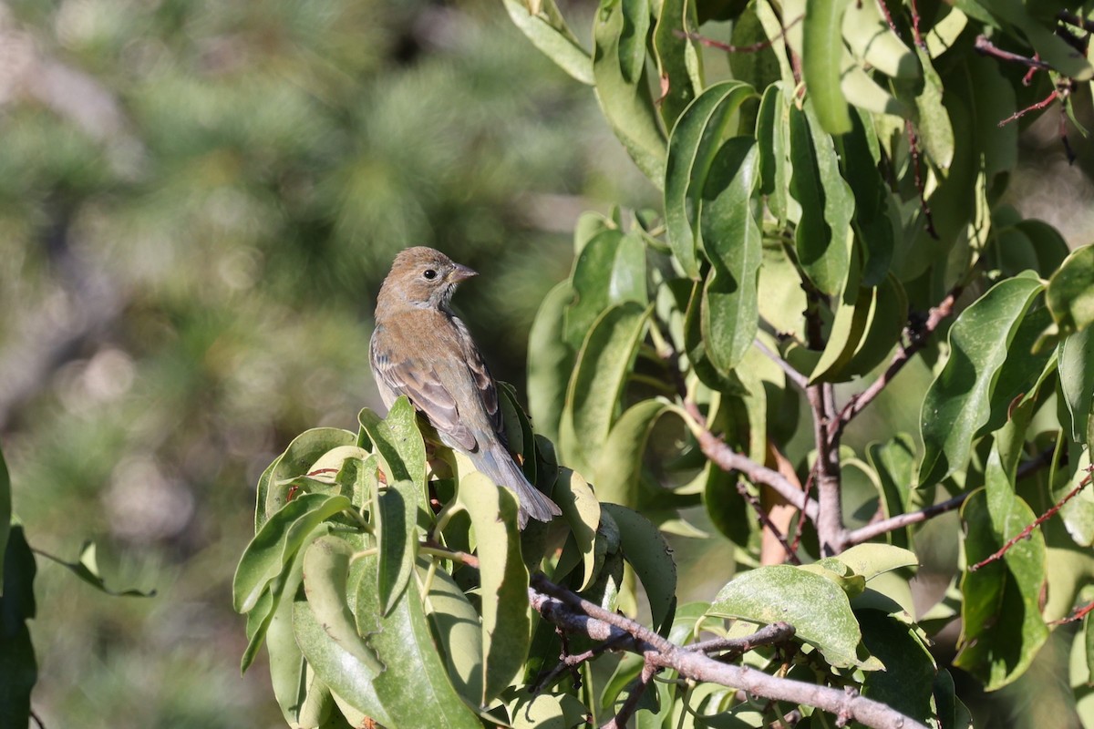 גיבתונית כחולה - ML646421387
