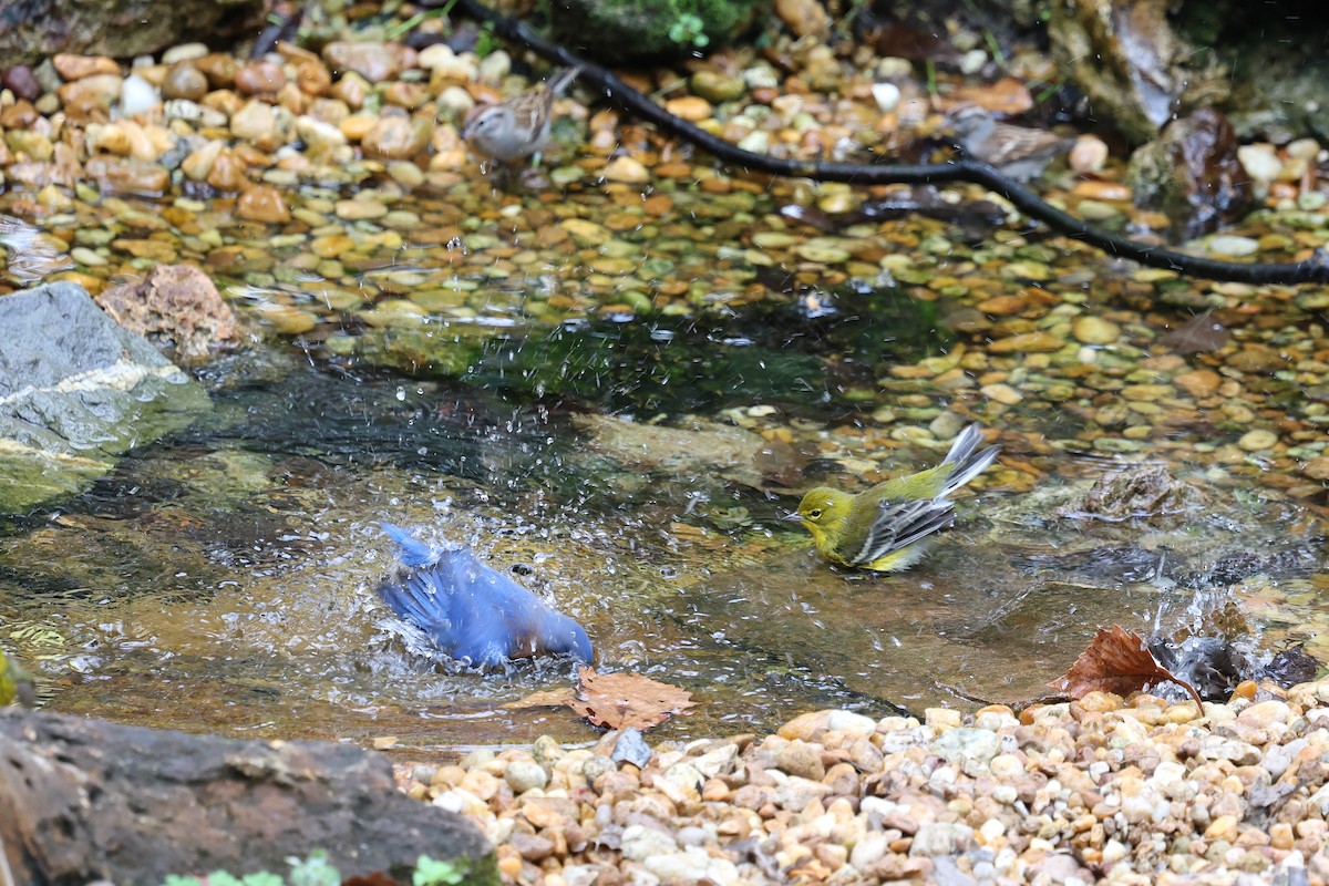 lesňáček borovicový - ML646421388