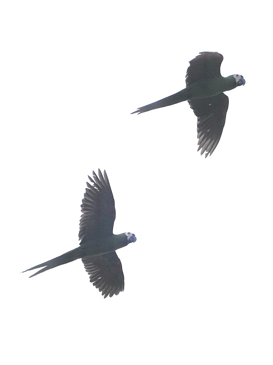 Chestnut-fronted Macaw - ML646421390