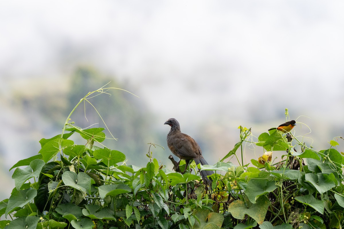 Kolumbienguan - ML646421392