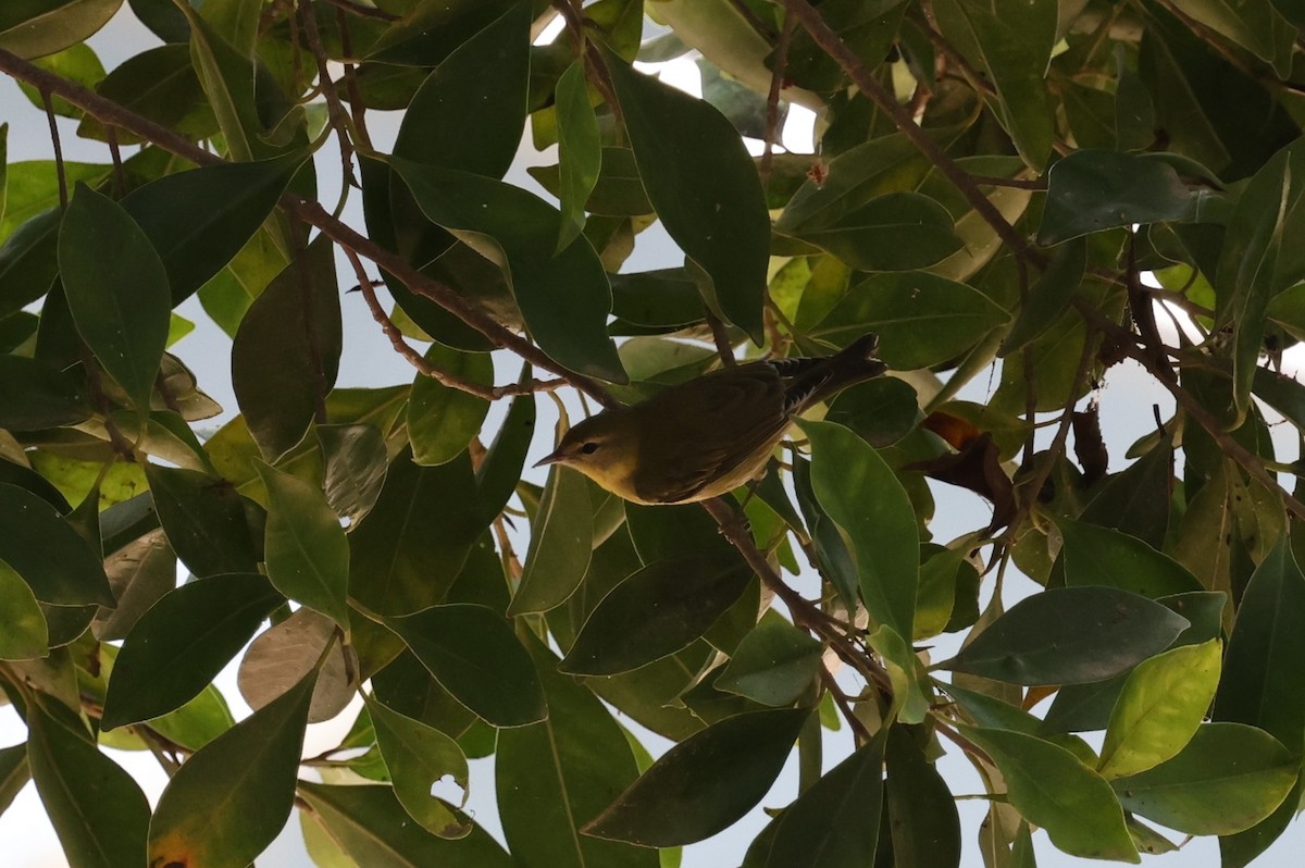 Tennessee Warbler - ML646421393