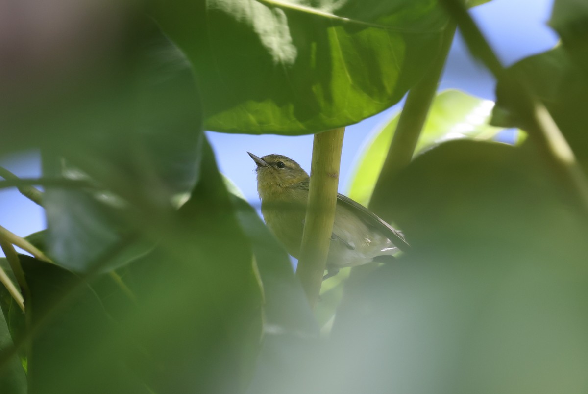 Tennessee Warbler - ML646421394