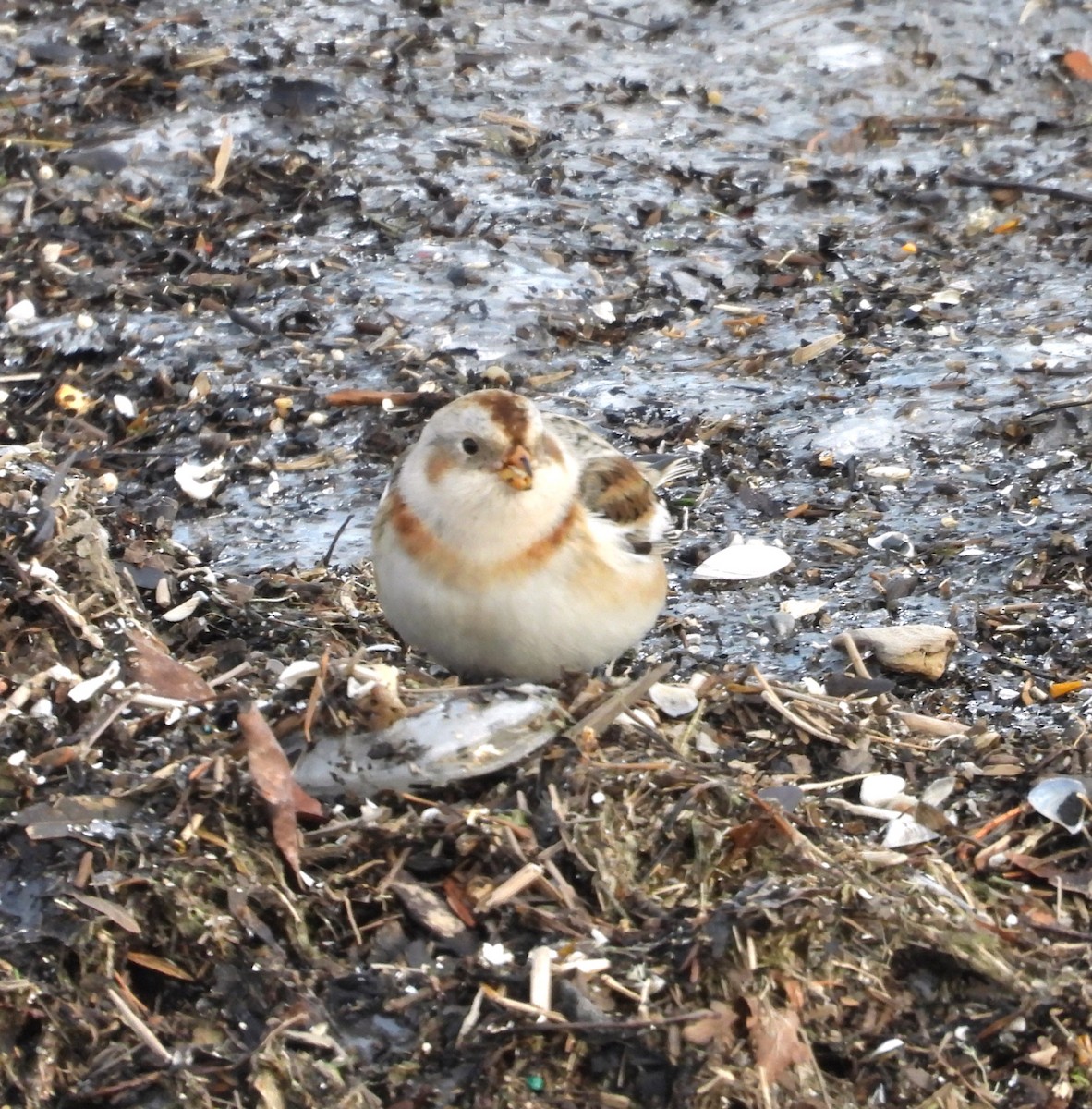 גיבתון שלג - ML646421395