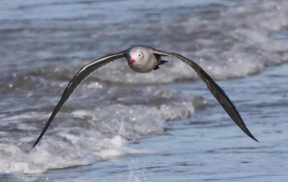 Heermann's Gull - ML646421396
