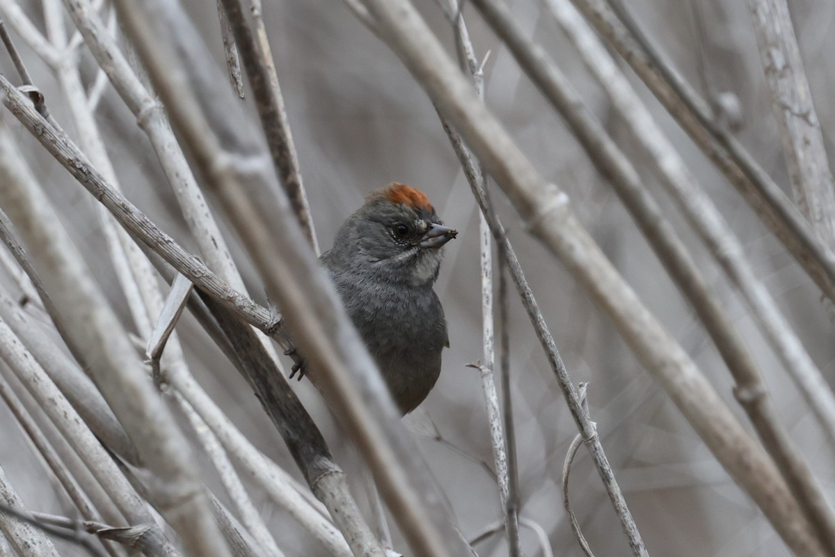 Green-tailed Towhee - ML646421397