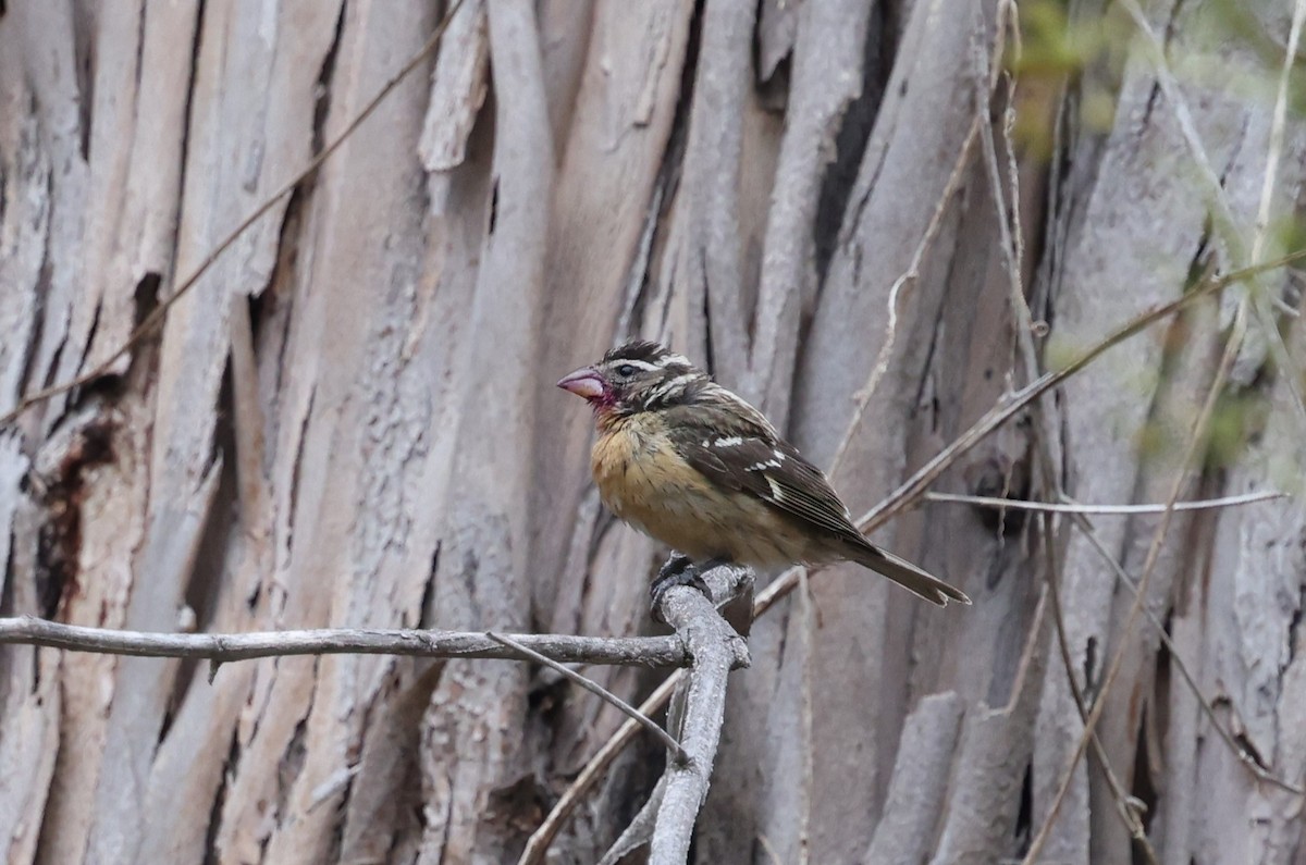 Black-headed Grosbeak - ML646421402