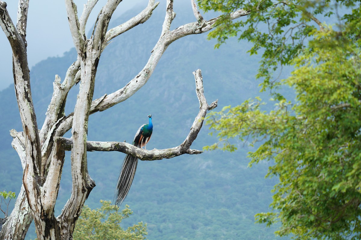 Indian Peafowl - ML646421407