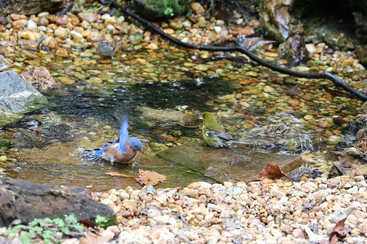 lesňáček borovicový - ML646421408