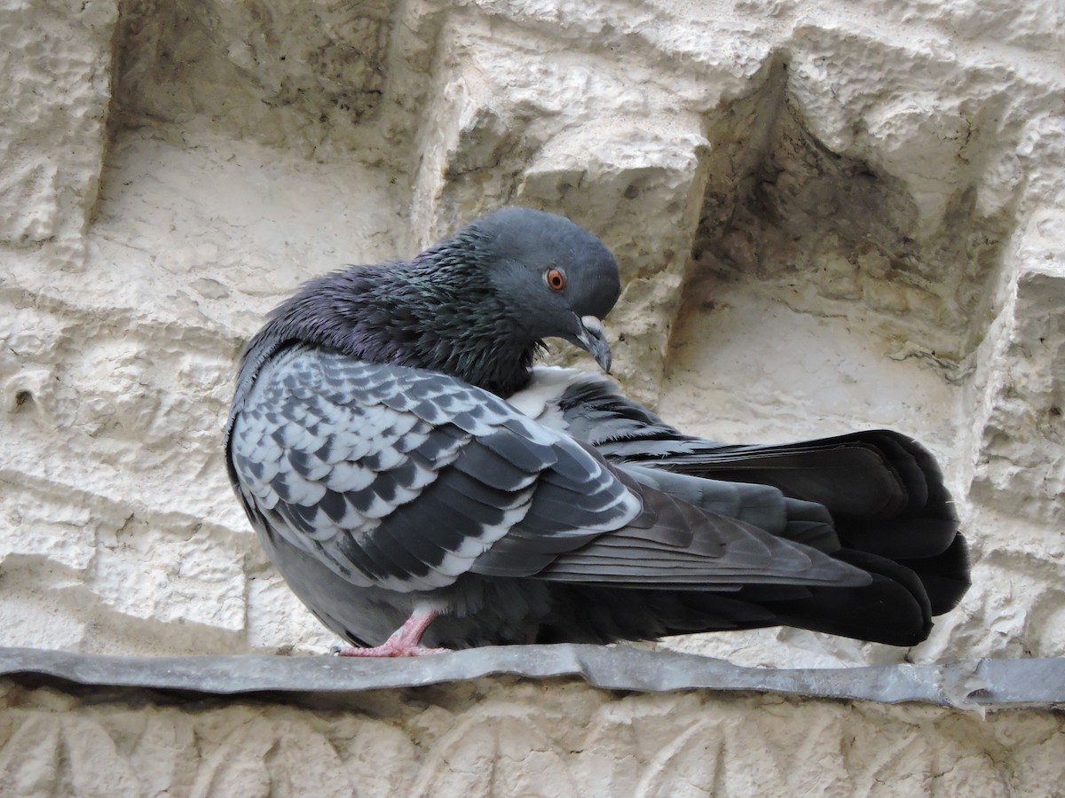 Rock Pigeon (Feral Pigeon) - ML646421409