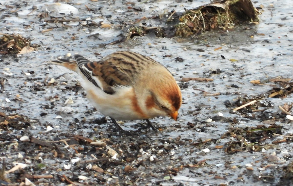 Snow Bunting - ML646421410