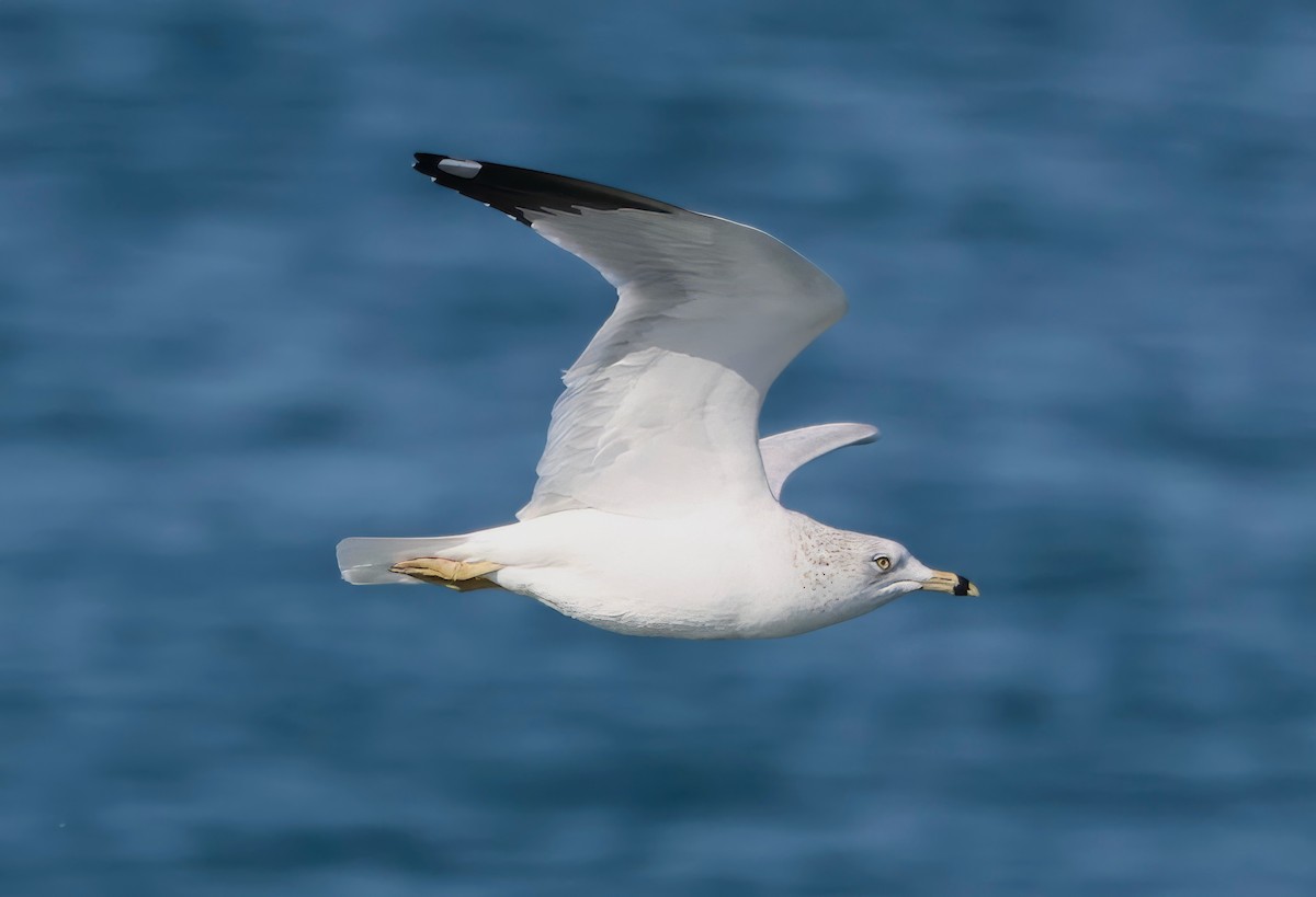 Ring-billed Gull - ML646421412