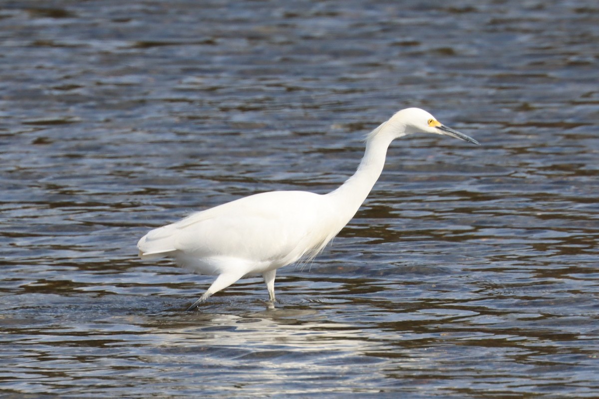 Snowy Egret - ML646421413