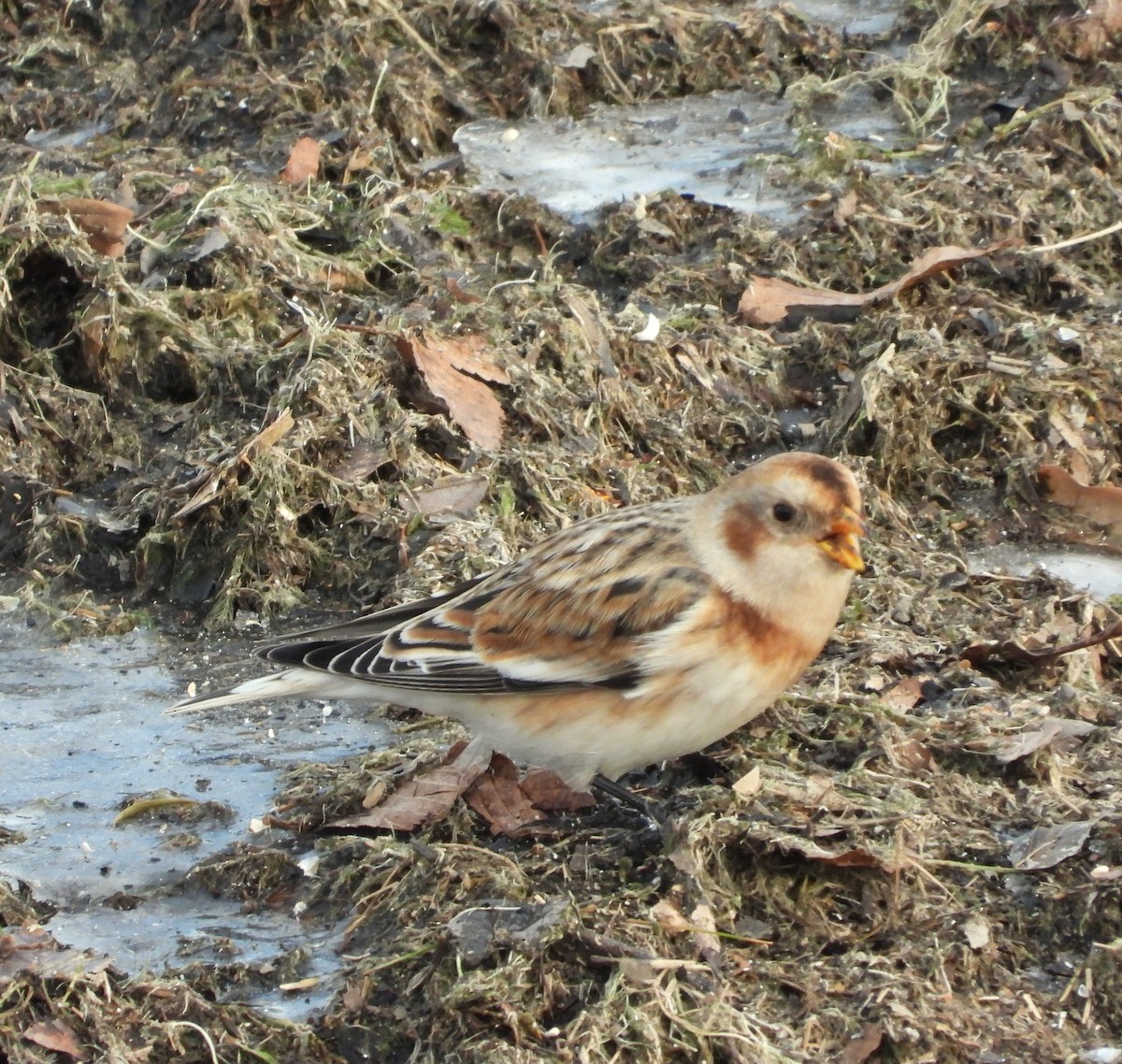 Snow Bunting - ML646421416
