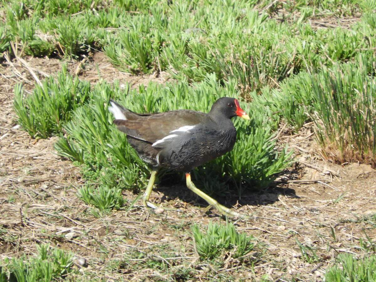 Eurasian Moorhen - ML646421417