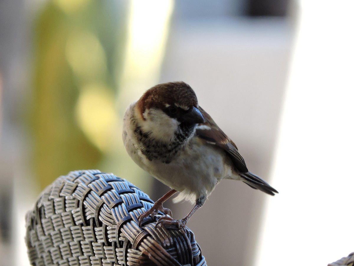 Italian Sparrow - ML646421423