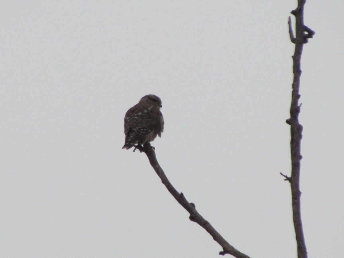 Smeriglio - ML646421426