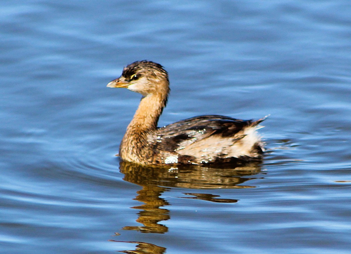 Pied-billed Grebe - ML646421429