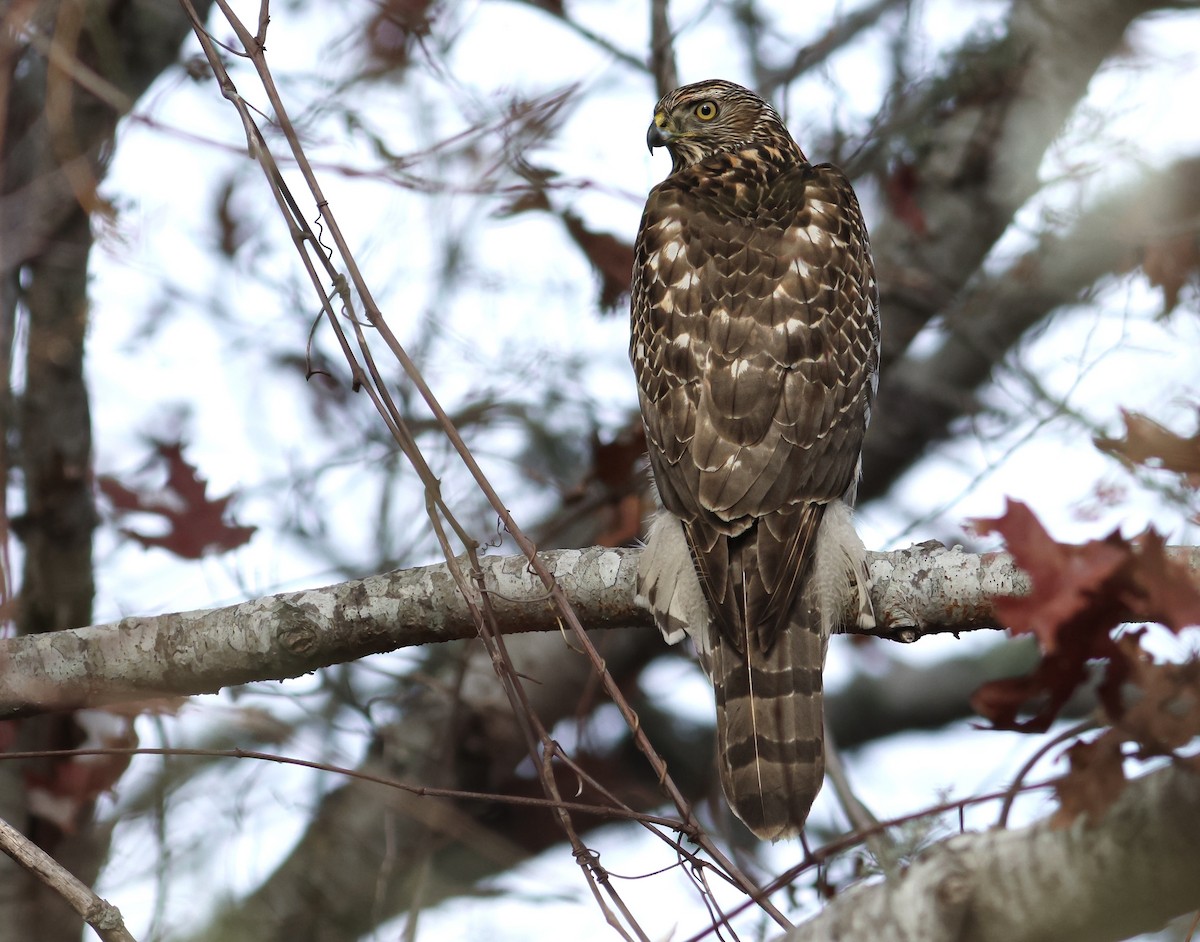 American Goshawk - ML646421430