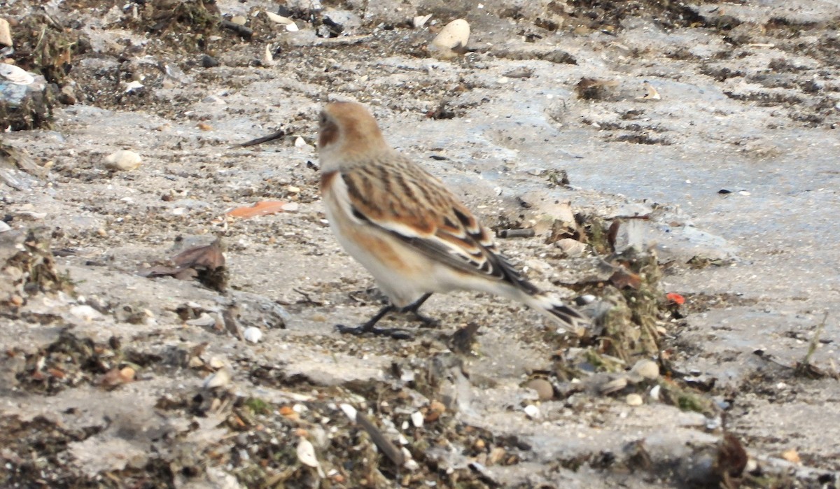 Snow Bunting - ML646421432
