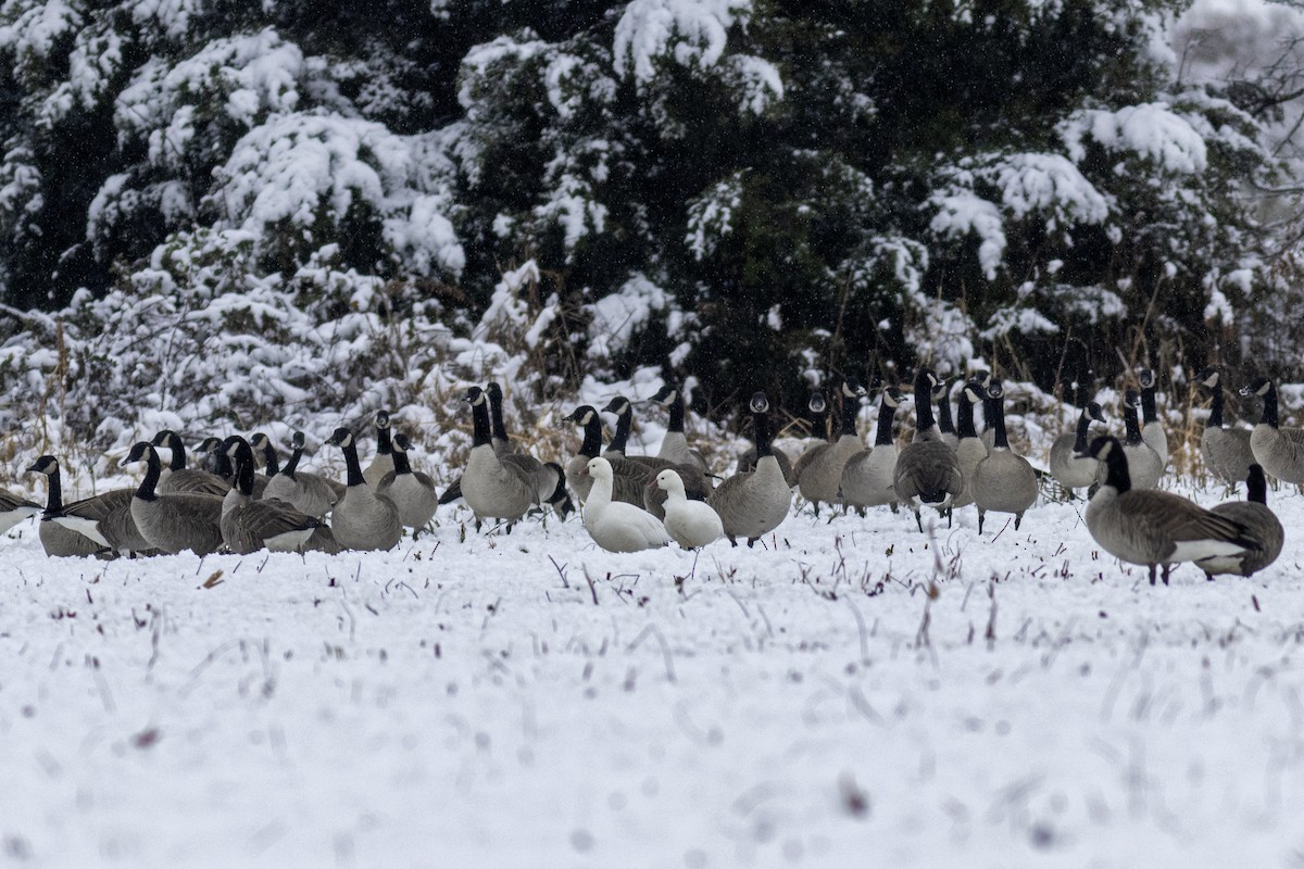 Ross's Goose - ML646421433