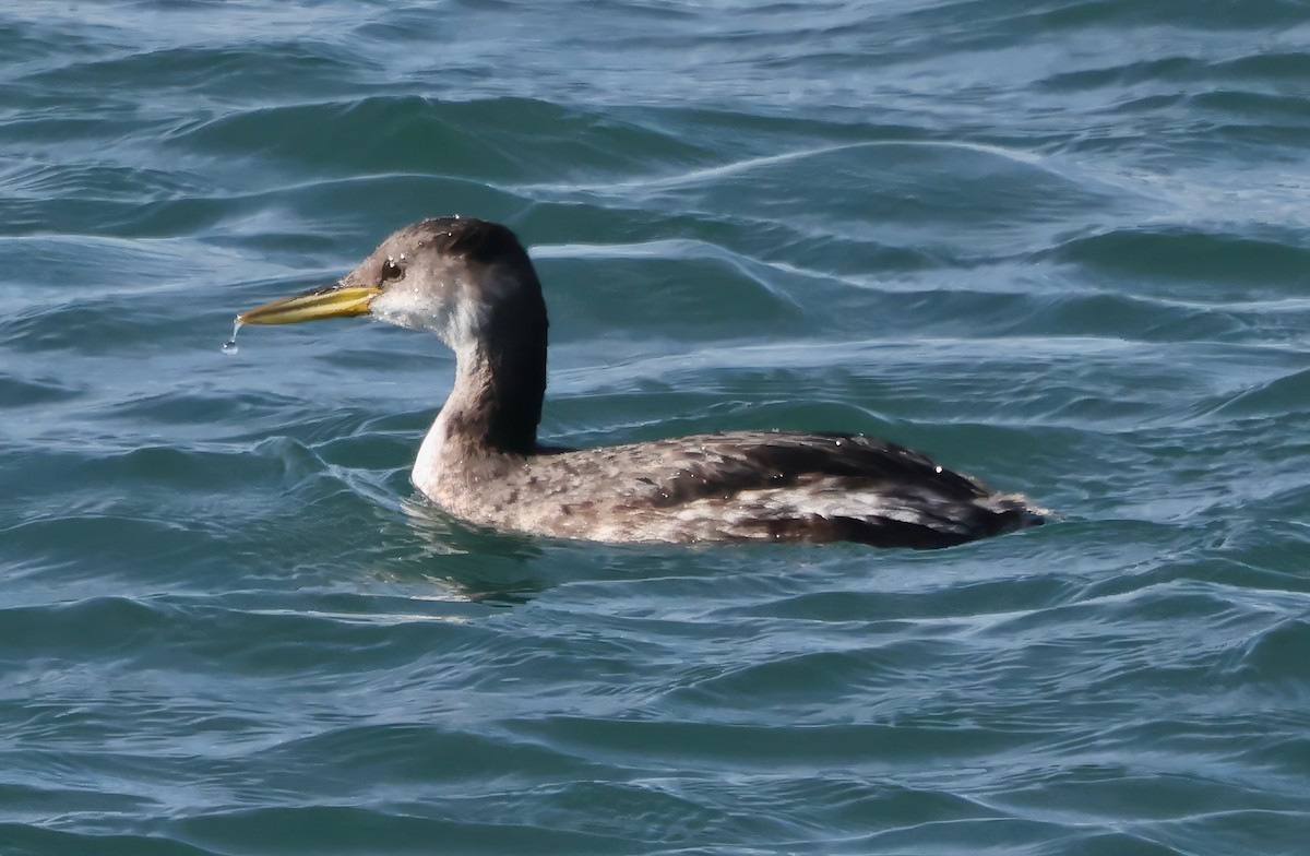 Red-necked Grebe - ML646421434