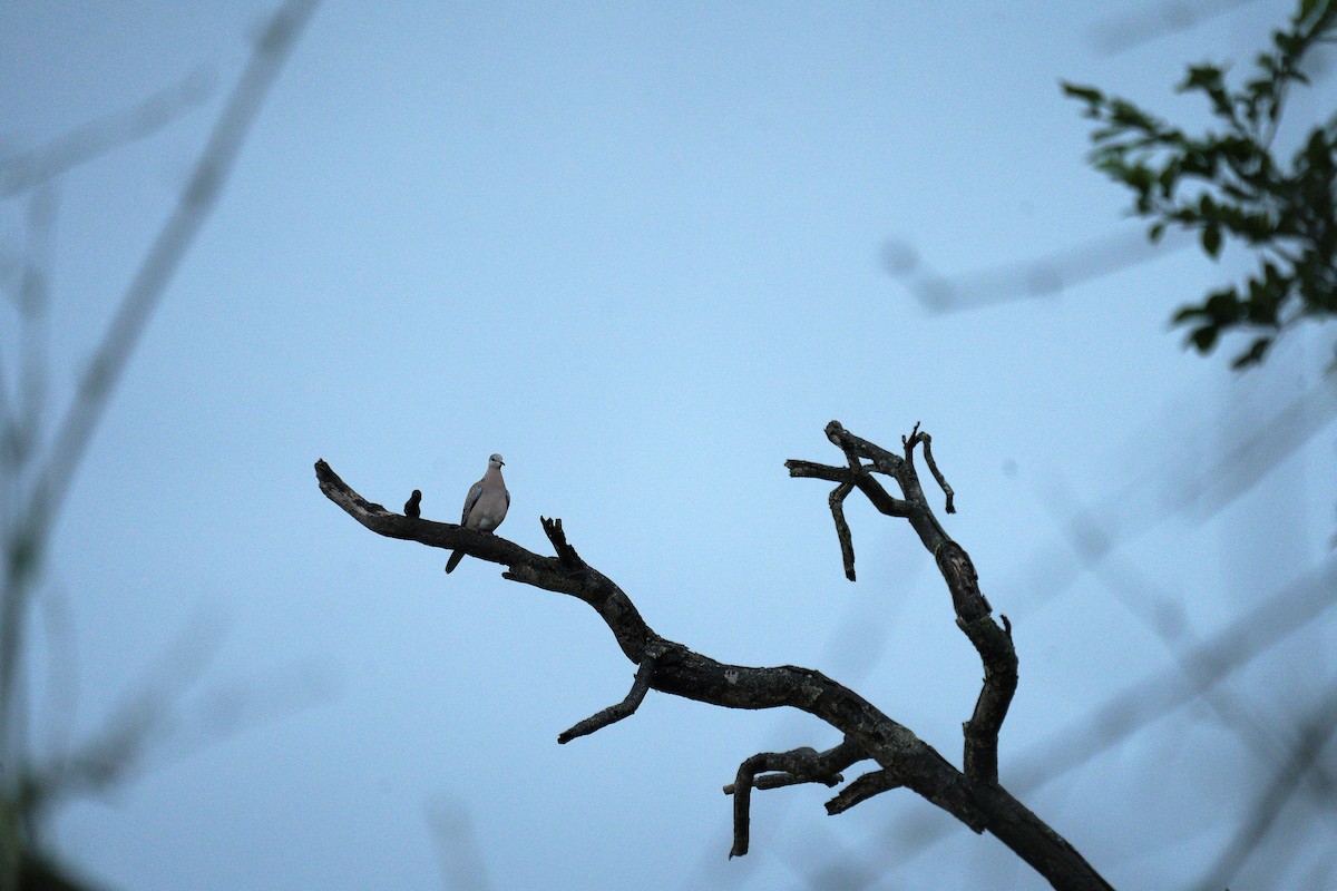 Spotted Dove - ML646421435