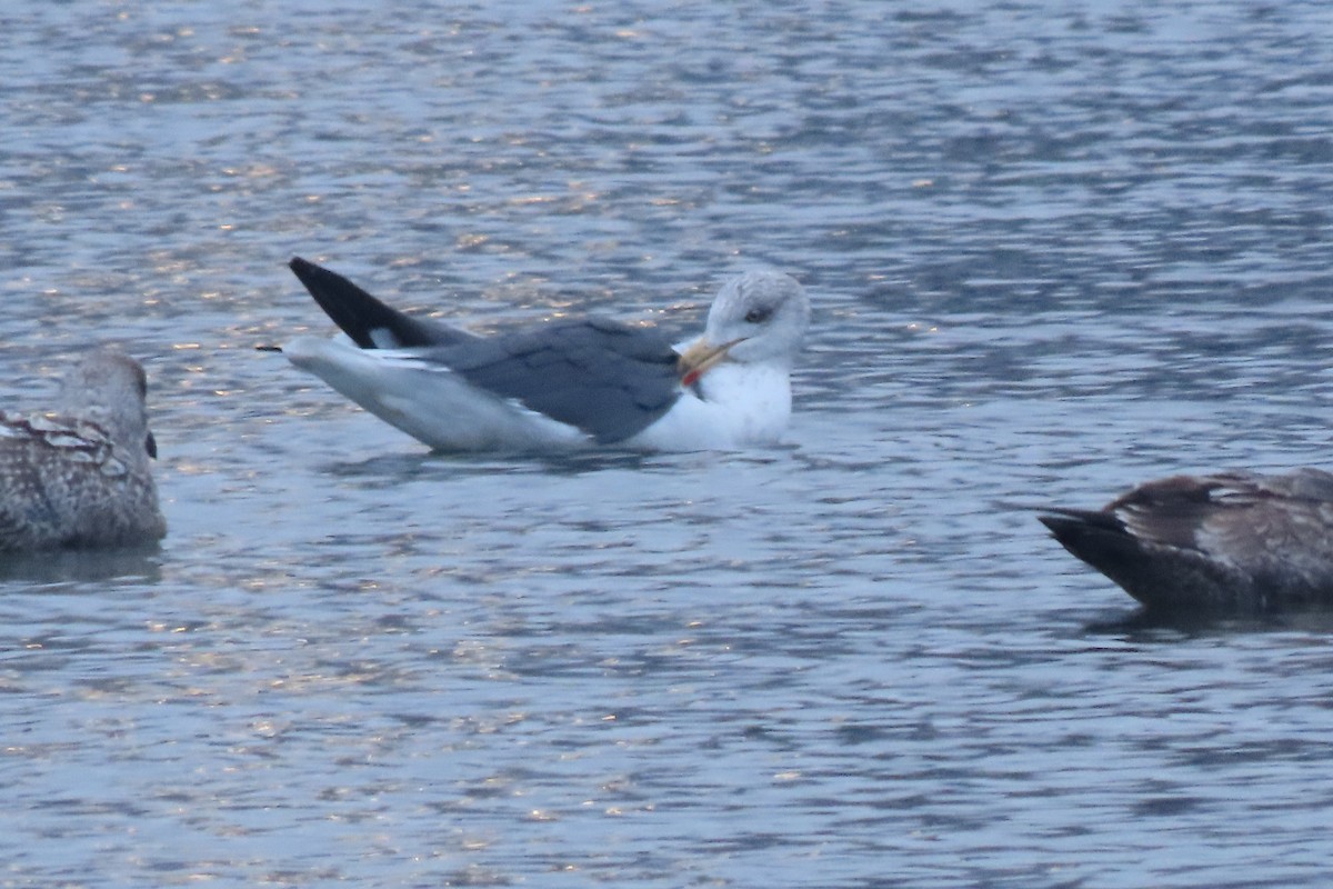 Lesser Black-backed Gull - ML646421436