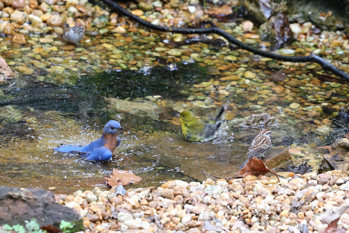 Pine Warbler - ML646421437