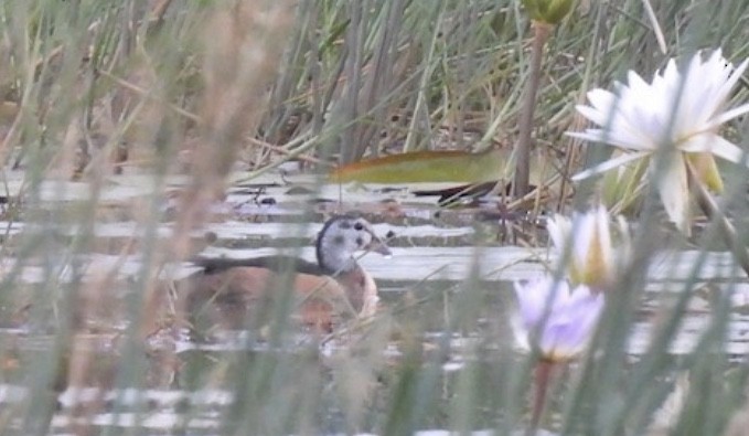 African Pygmy-Goose - ML646421438